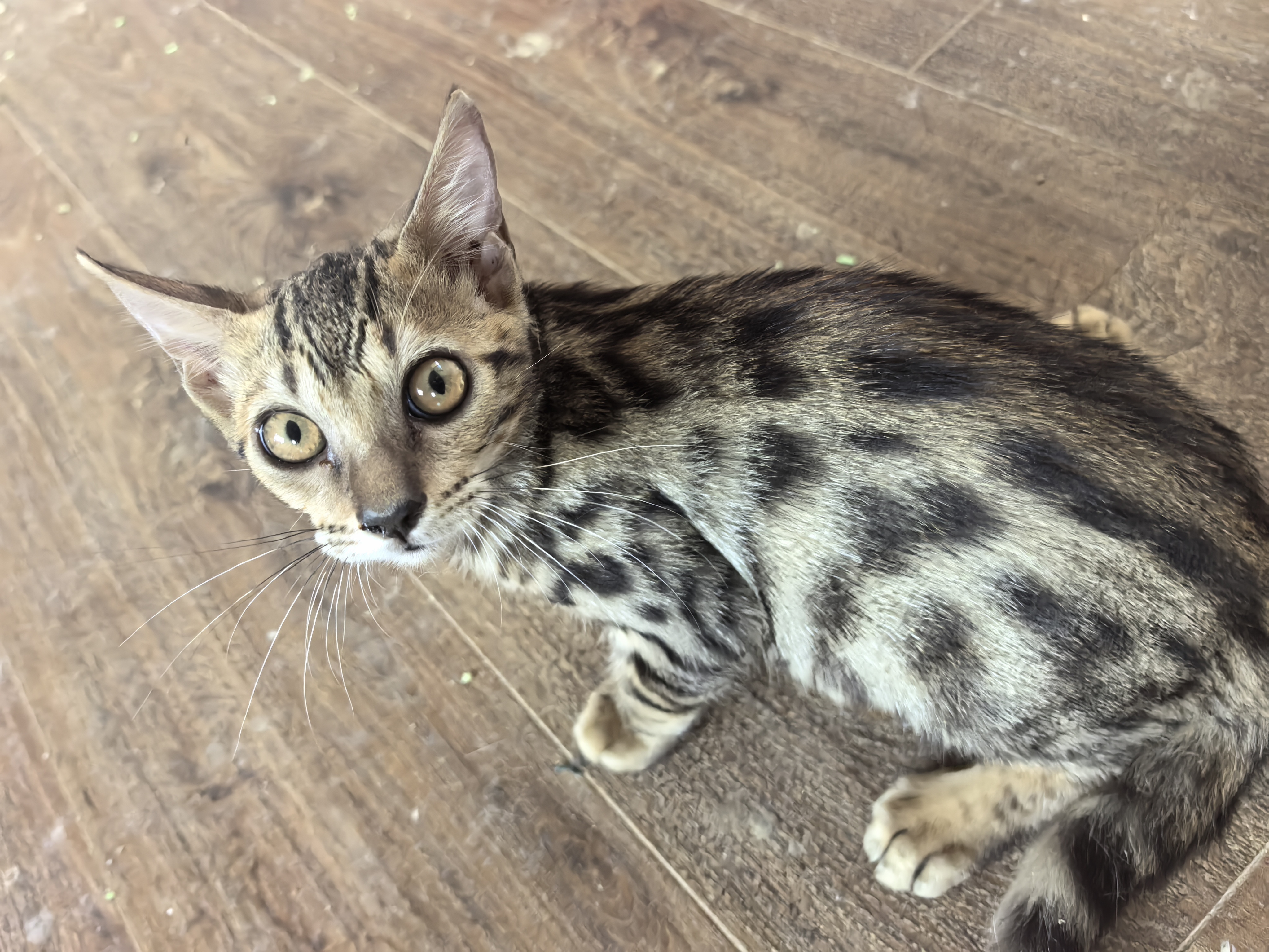 孟加拉豹猫妹妹自己家生养非宠物店保健康